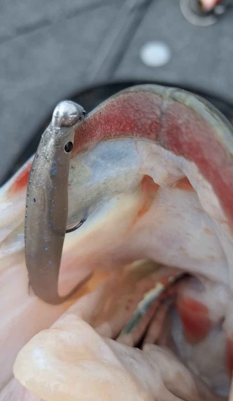 Ever Green Last Ace 68S