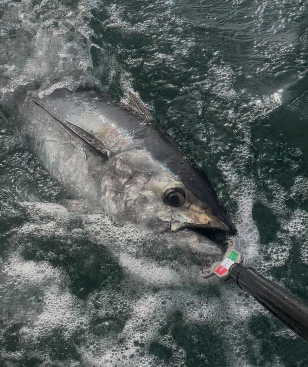 Mangianze invernali nell'alto Adriatico