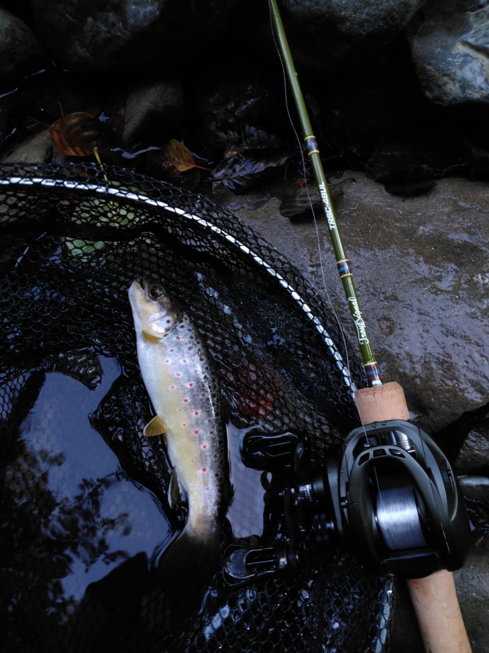 Jackson Trout Signal c48-ul
