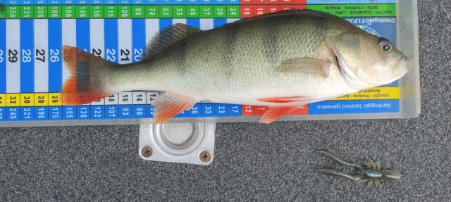 Megabass bottle shrimp 2,4