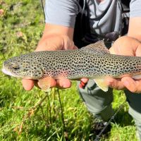 Trout Native Experience