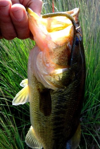 DSC02551bass