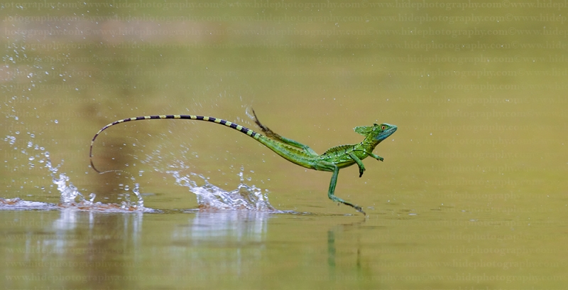 Bence Mate HidePhotography com Basiliscus plumifrons Green Basilisk Zold baziliszkusz2