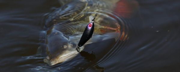 Light Game: Discovering Jackall's Chubby Series