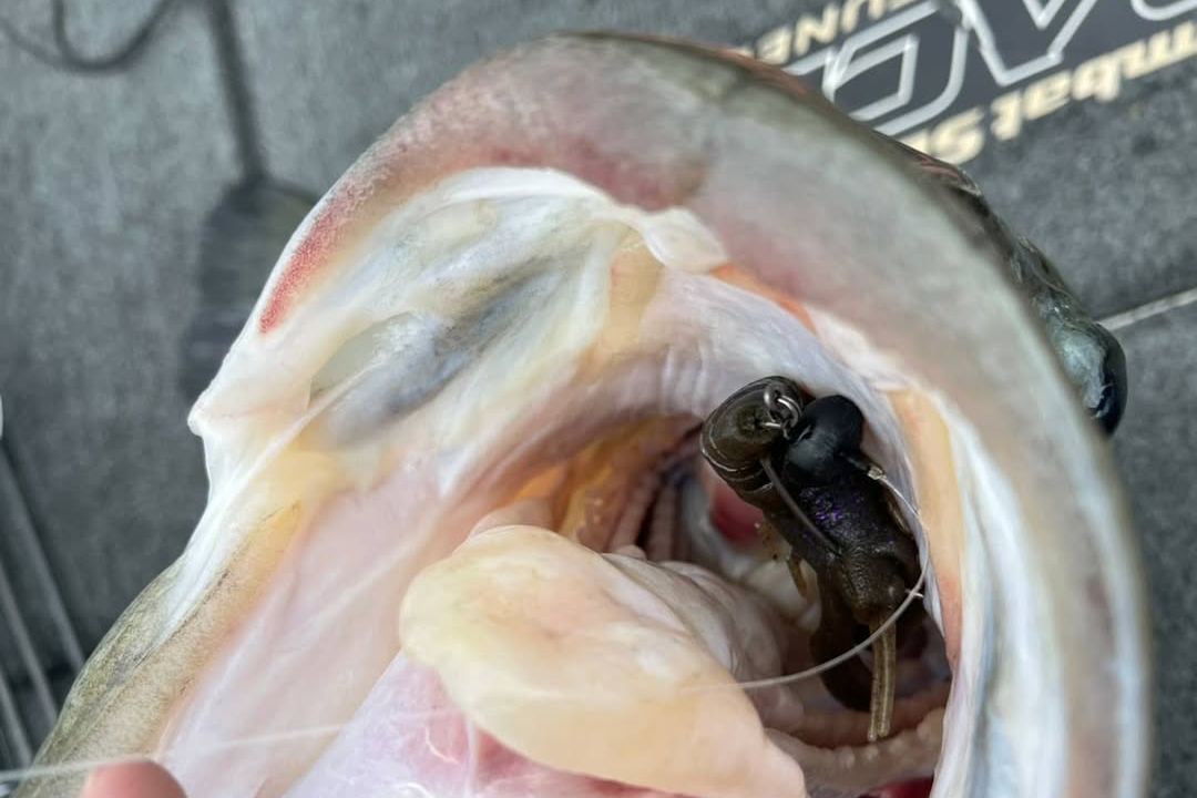 Jackall chubby minnow 35 sp